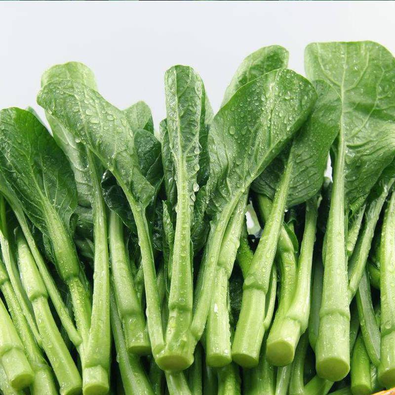 亩产可达3000斤备受菜心基地喜欢的好品种整齐均匀种它