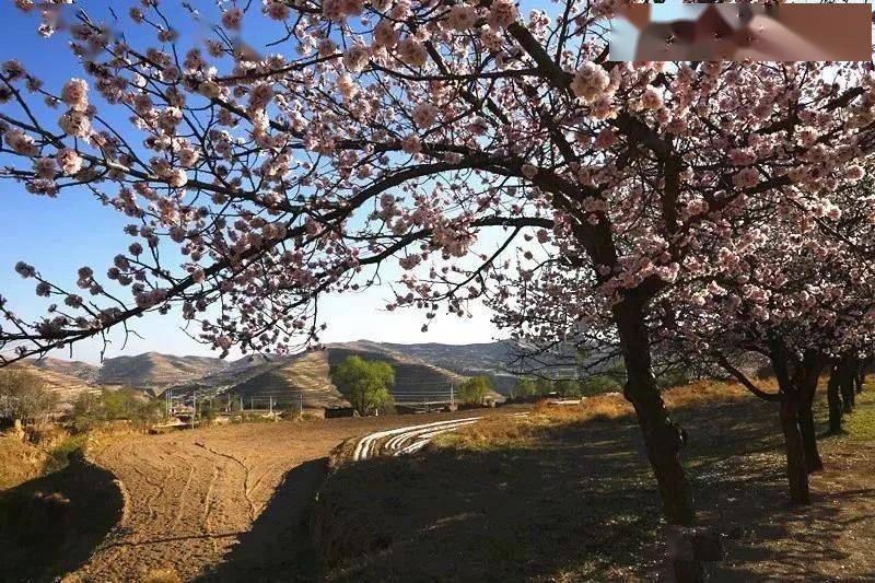 宁夏西海固涌泉村图片