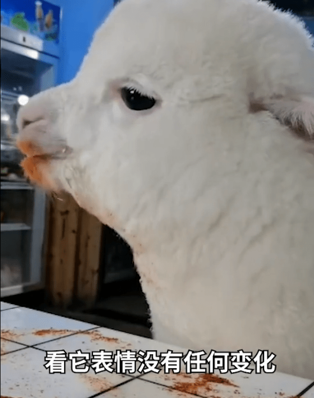 重庆女孩养的羊驼偷吃辣椒面网友入乡随俗挺重庆