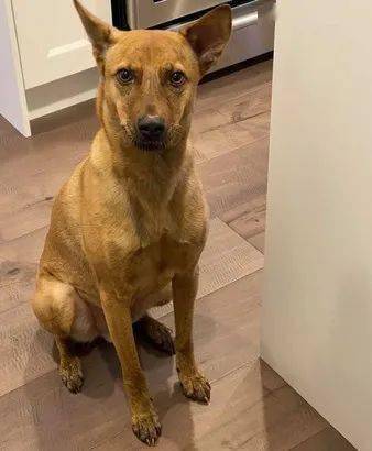 狗狗养多久才懂事 18202a1207db4350a21afe5c5b44e639.jpeg