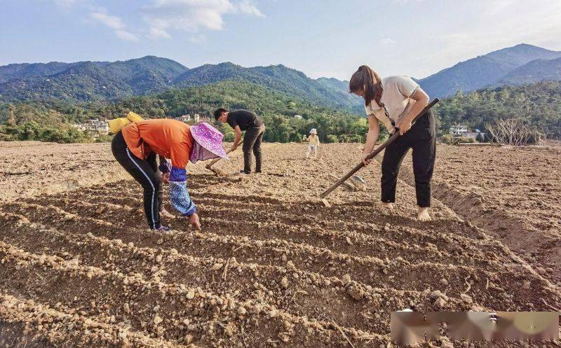 上思甘蔗种植正当时