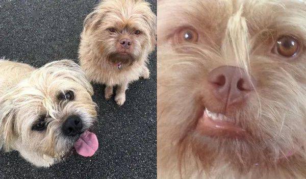 人脸和狗脸合成图片图片