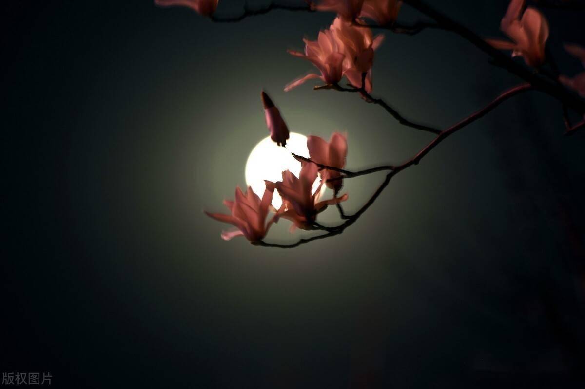 这首诗写出了春天独特的美,因为喜欢,后两句人人会背_月色