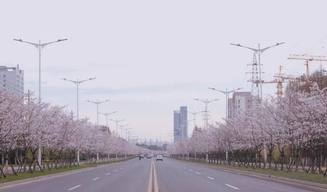 美翻了!全吴江最浪漫的樱花大道竟然就在家门口