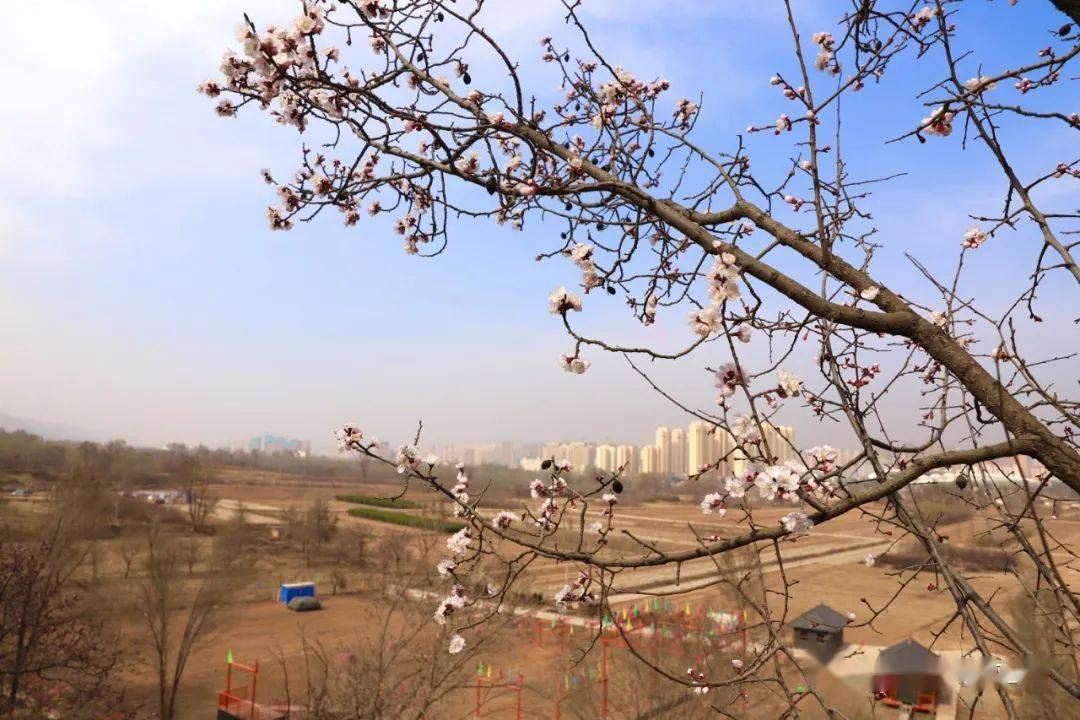 临夏市南龙镇杏花岭邀您赴一场杏花春雨_杨家村