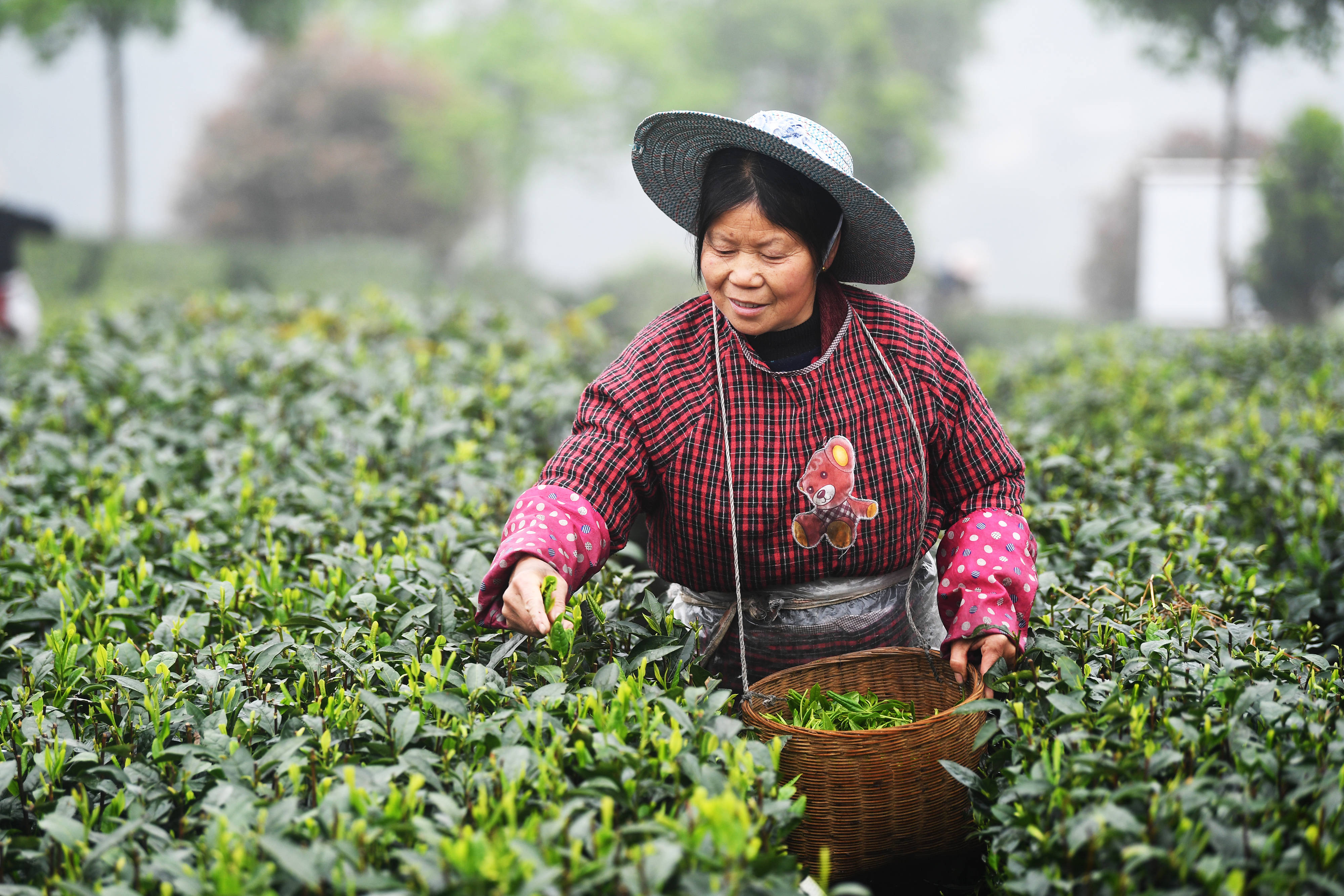 3月26日,茶农在永川区永荣镇天王山茶园采摘茶叶
