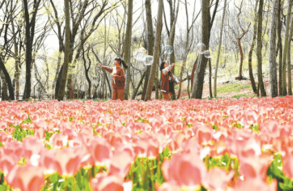 安徽推出12条春季赏花线路