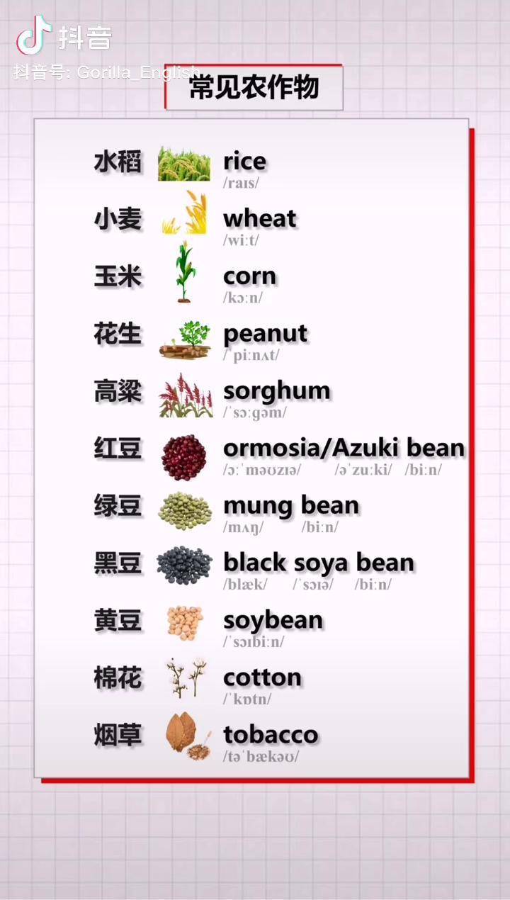 谷物英文图片