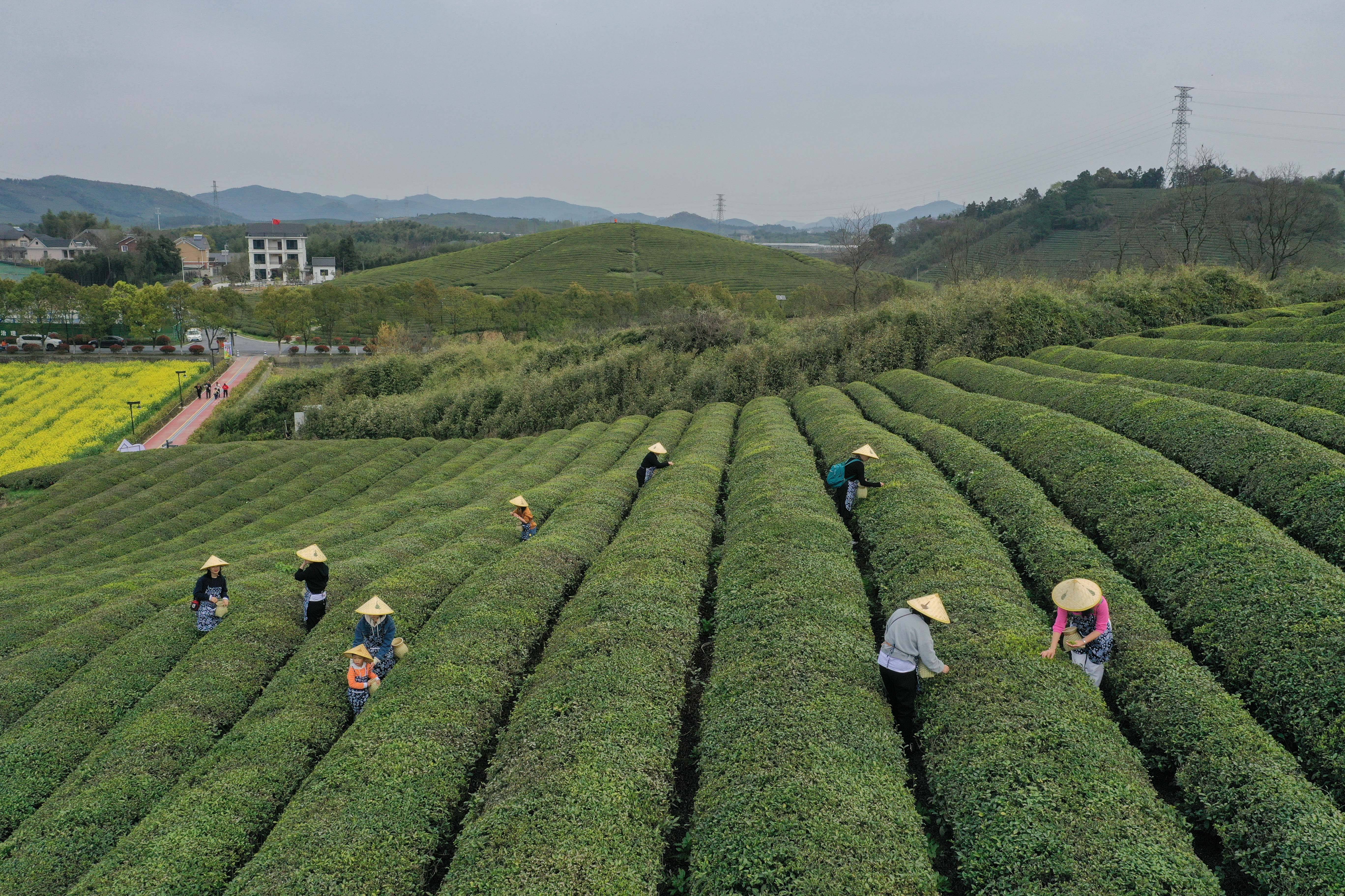 春日茶园当茶农 体验传统茶文化_径山镇