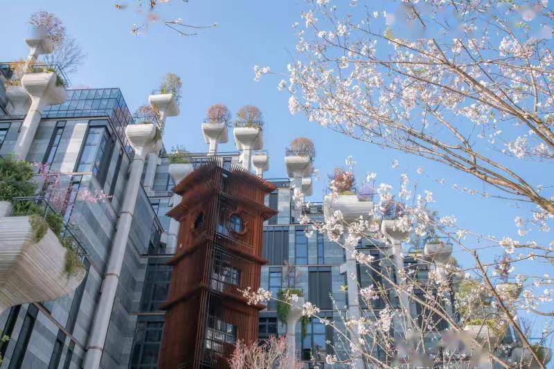 记录城市间的美好春光，“烟雨江南”樱花市集开幕