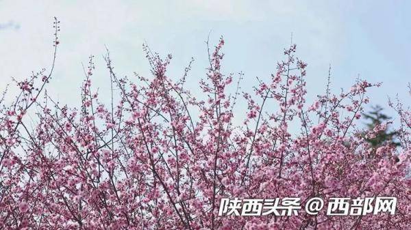 春天里的陕西丨商洛金凤山:红梅花海惹人醉