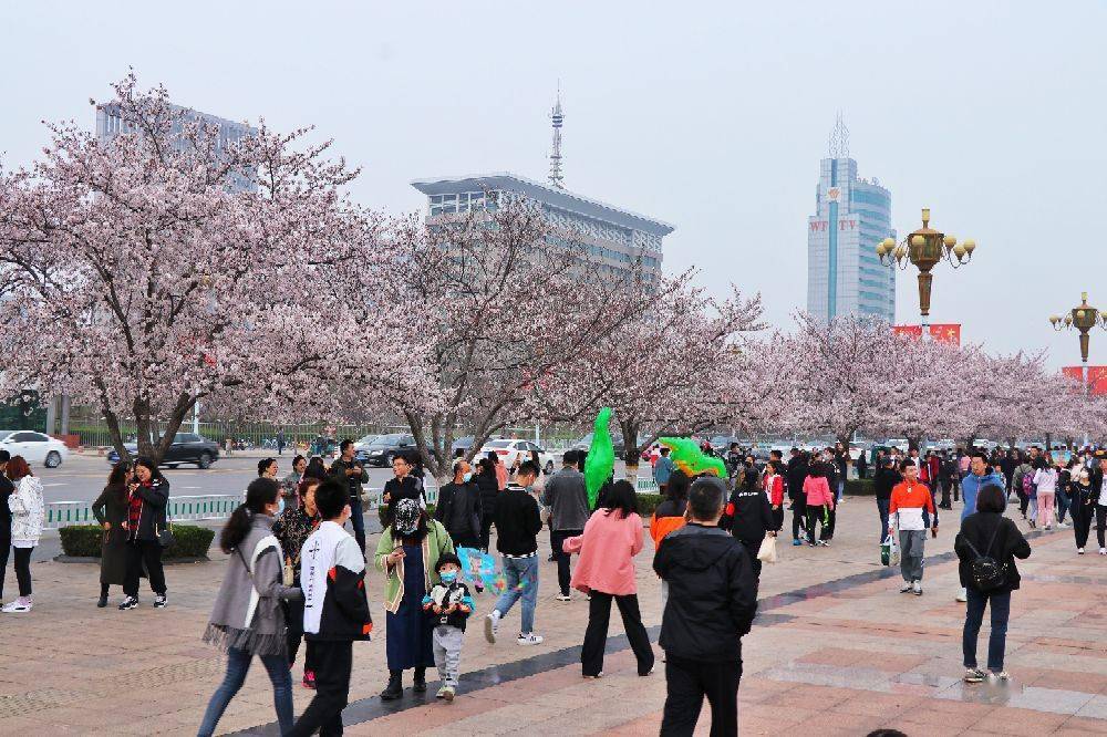 火了,濰坊人民廣場櫻花盛開,到處都是賞花人