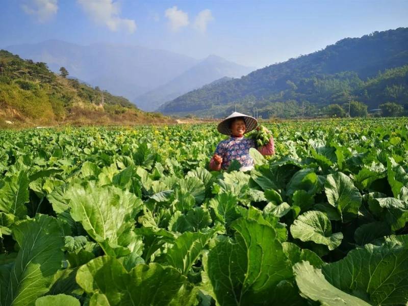 政企合作开乡村振兴新局疫情之下博罗福田菜心行销全国