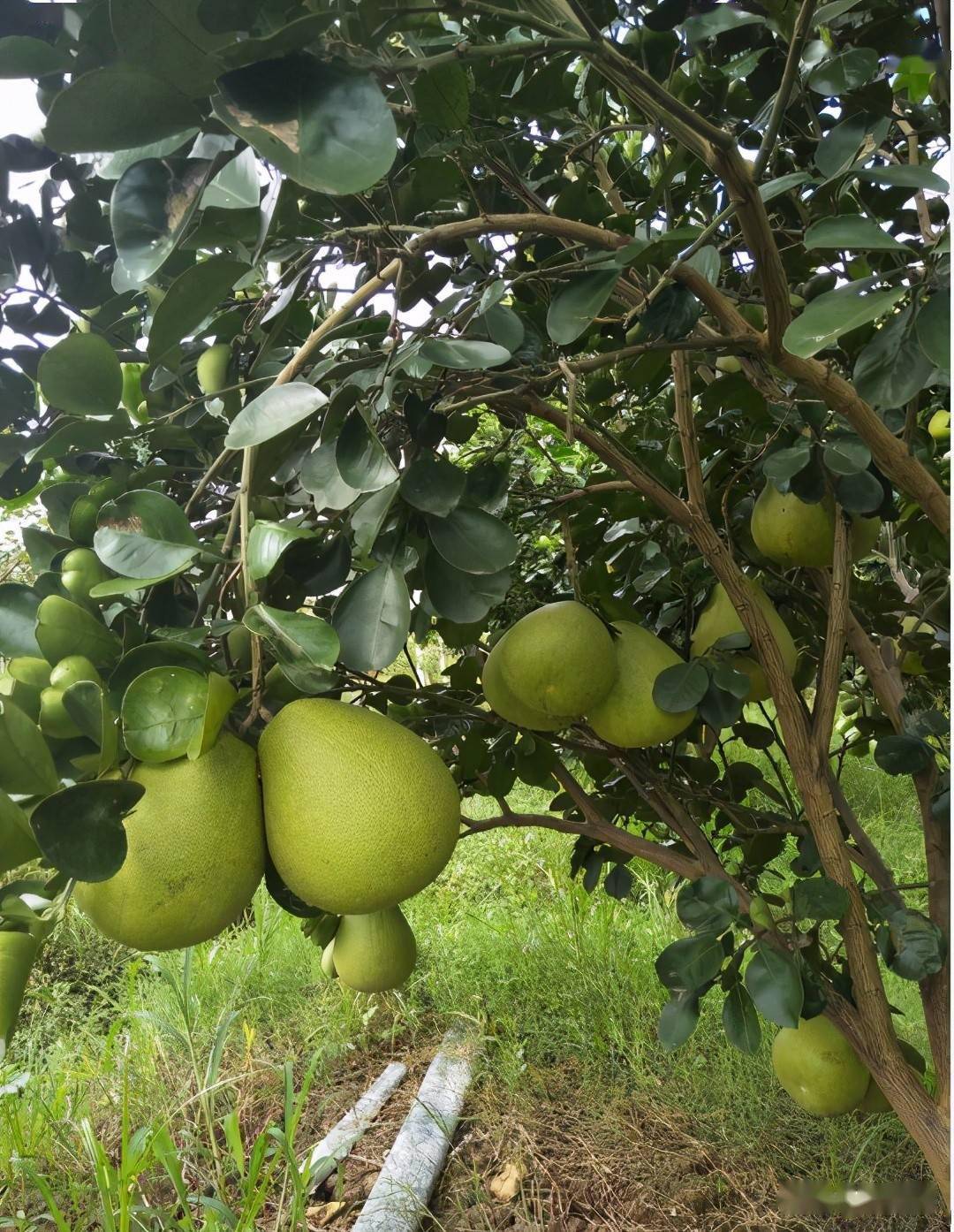 云南景洪东试早柚园管理措施及常见病害防治