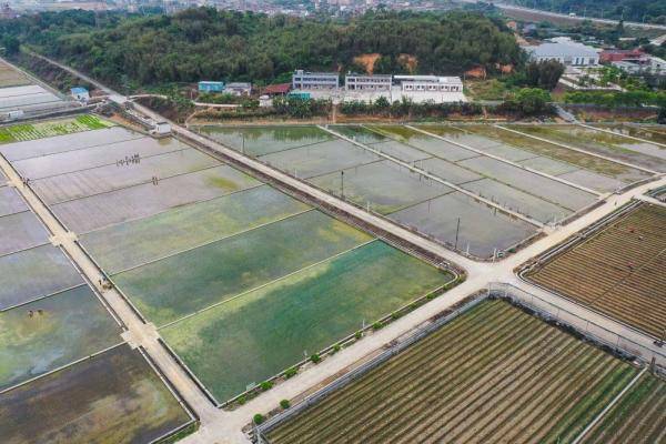 广州|新华全媒+ | 天壤之接：嫦娥五号太空稻秧苗“安家”田间