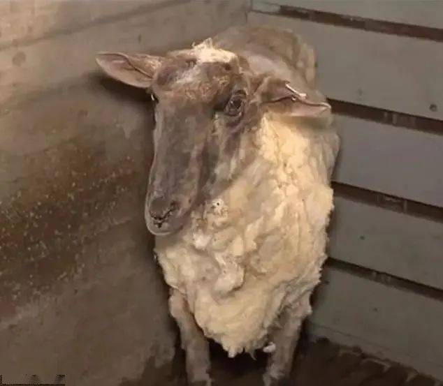 出息了澳洲小绵羊出逃5年回到农场破下世界纪录