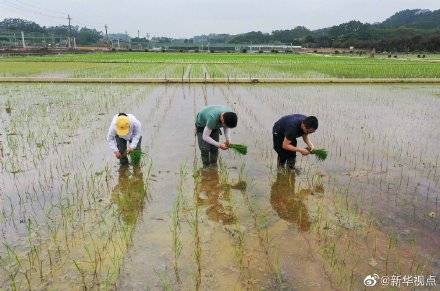 王加峰|“天稻下凡”：嫦娥五号太空稻安家田间