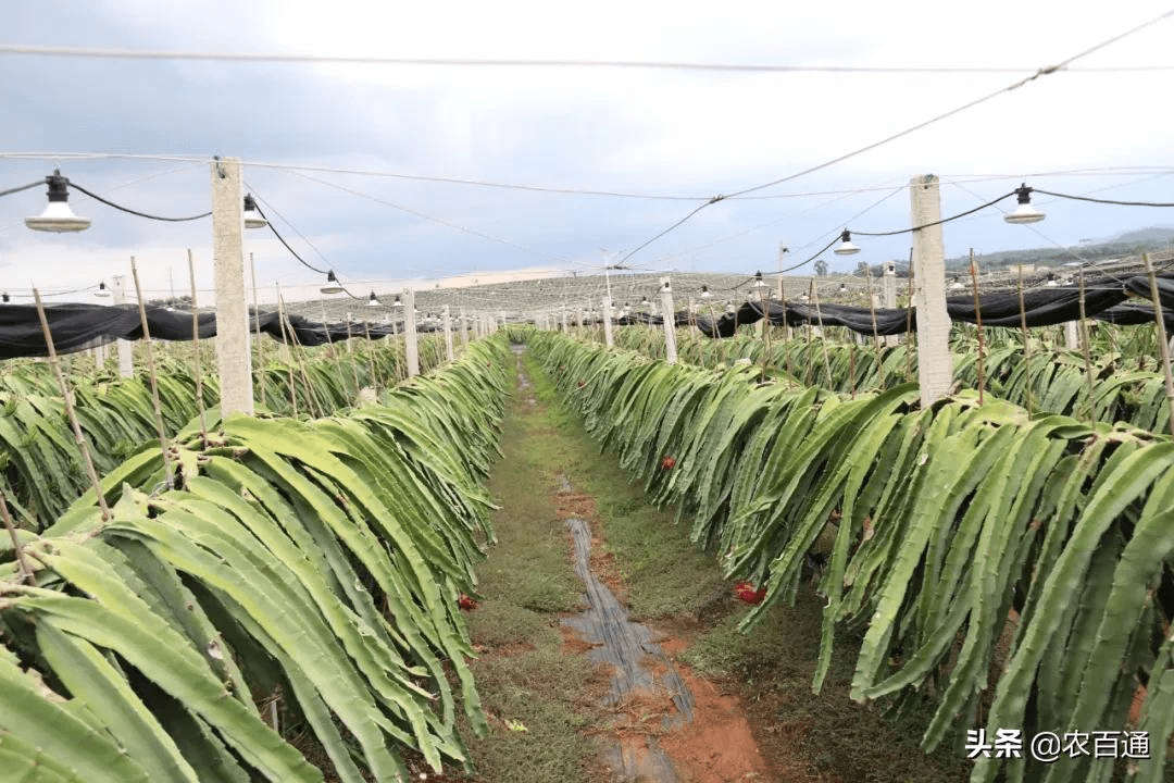 火龙果营养生长关键期3个要点为开花坐果储备能量