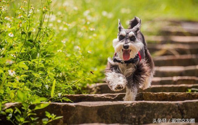 梗类犬中唯一不含英国血统欢快迷人的老头狗 酒精