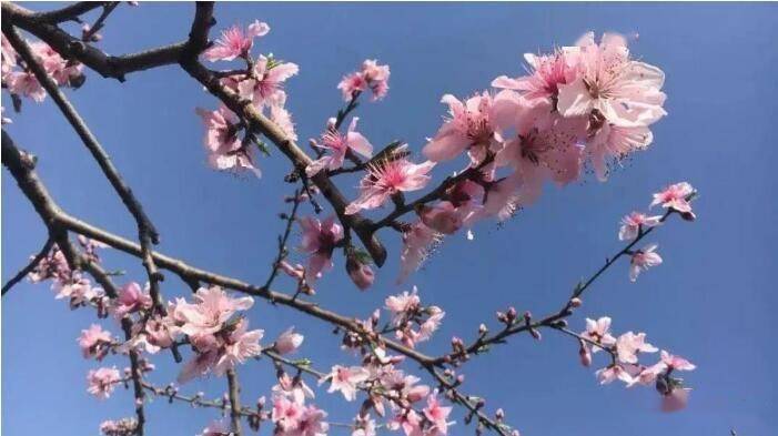 甘肃庄浪 桃红柳绿春正浓 季节