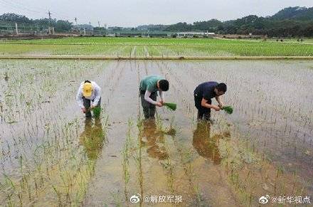 王加峰|嫦娥五号太空稻移栽华南农大试验田 预计7月可以收获！