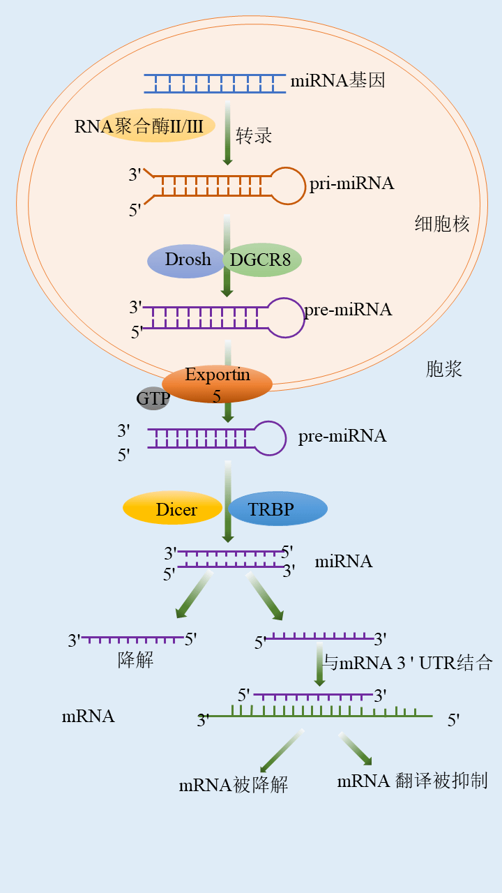 一圖get微小核糖核酸mirna的產生過程