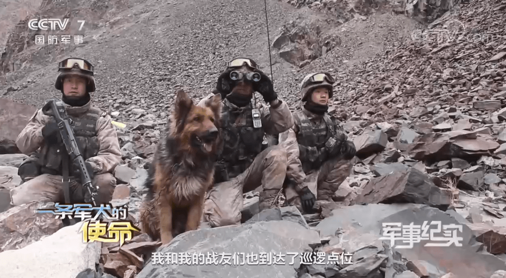 加勒万河谷中解放军英勇的军犬叫毛毛冲突中被石头砸伤 截图