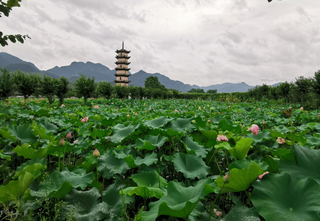 海宁这地方正在打造 "十里荷塘"!