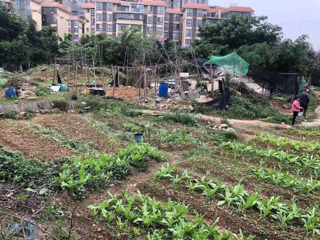 圈地种菜?柳江城管 社区合力解决"三无"小区环境卫生短板