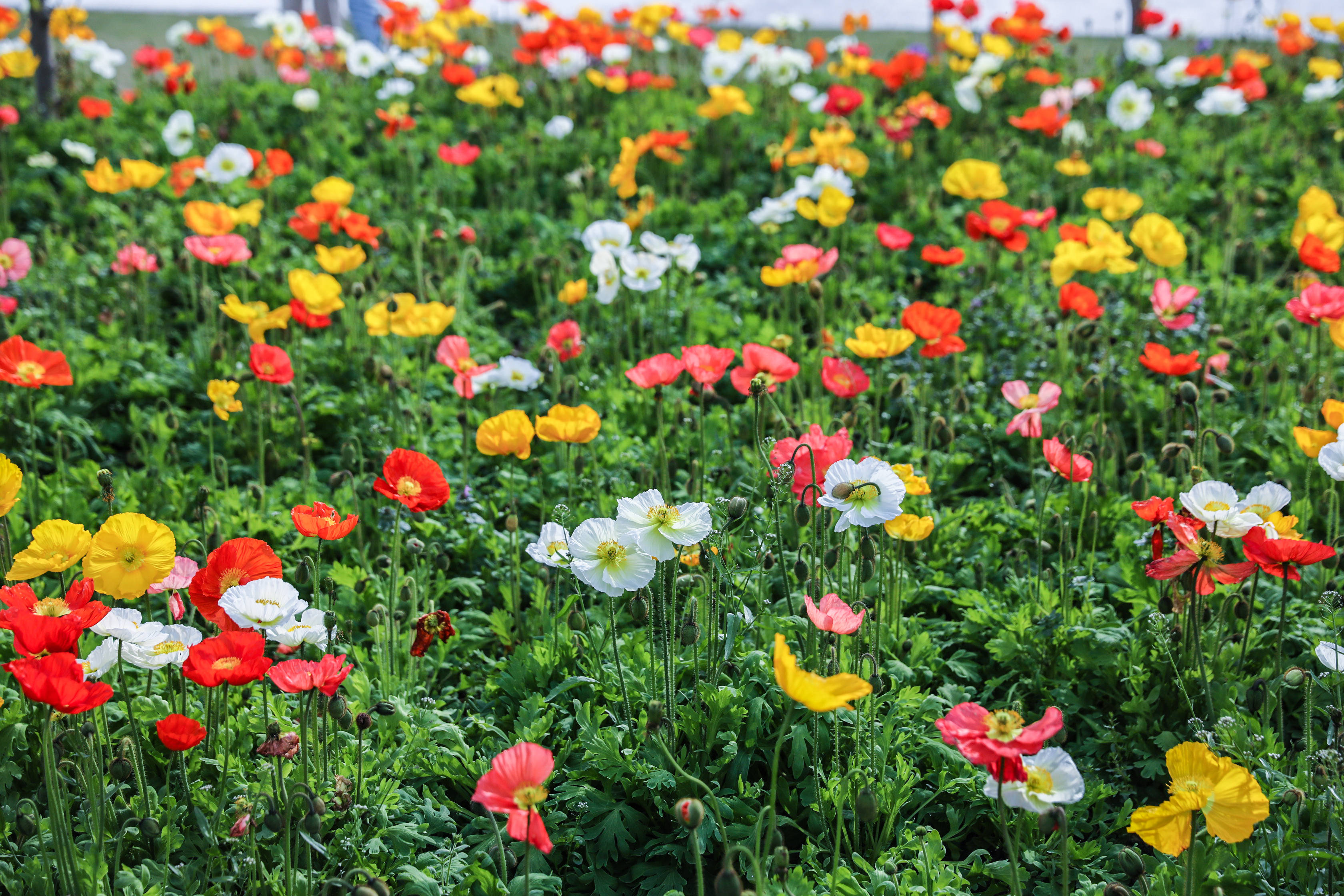 传说中的彩色油菜花进驻世纪公园1万平方米花海为你打造都市梦幻田园