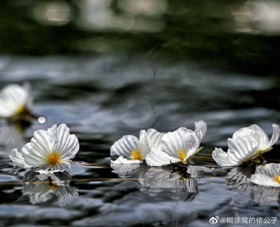 充滿了靈氣在水中舞動像小巧的貝殼成片的小白花是瀘沽湖夏季特色海藻