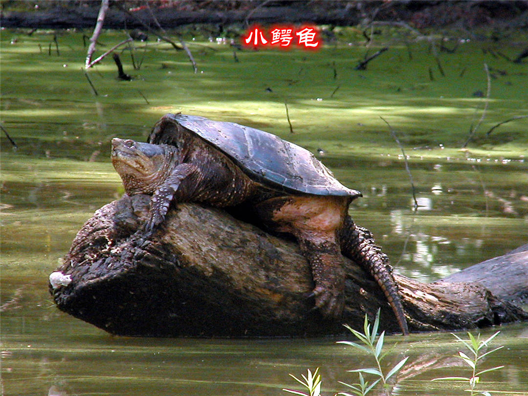 鱷龜是淡水龜中最大的物種之一,化石顯示它們最早可能出現在白堊紀,在