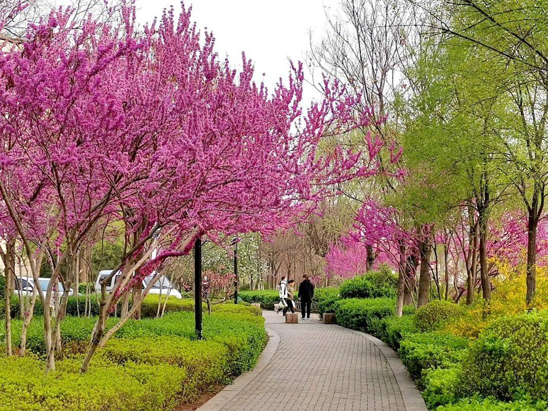 2公里!淄博看"花"了!