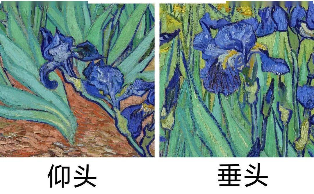 你所不瞭解的梵高,一位高級插花大師_鳶尾花