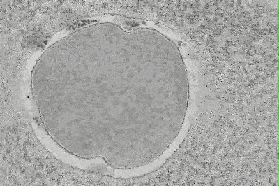 D.Ladies隐形蕾丝船袜，狂跑都不掉跟，轻松驾驭多种造型~_袜子