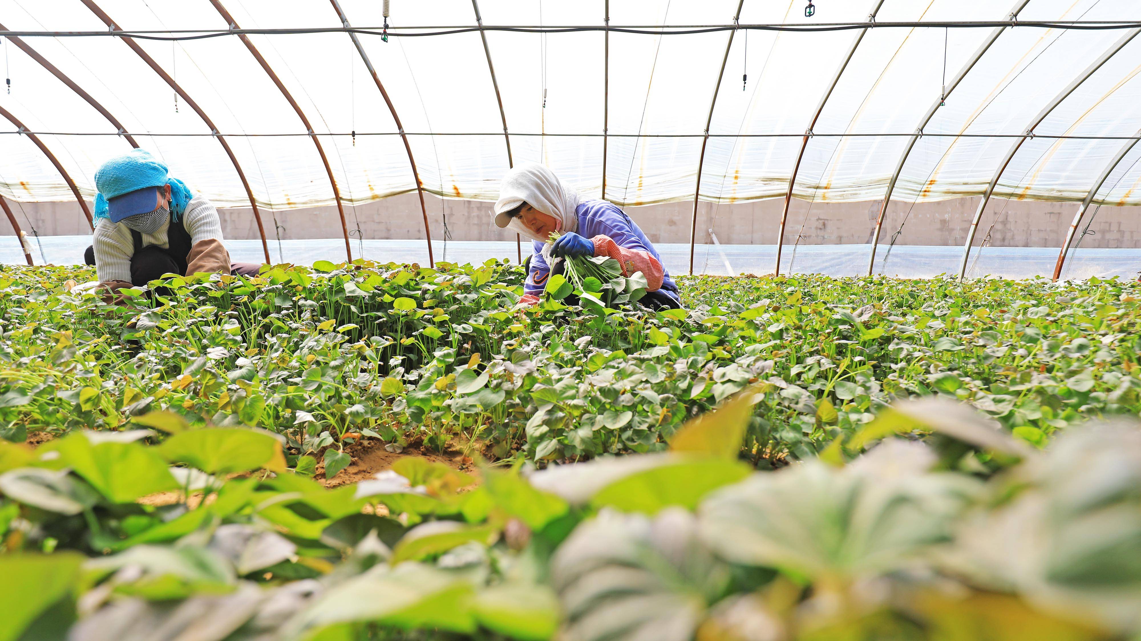 河北滦南探索红薯育苗新模式