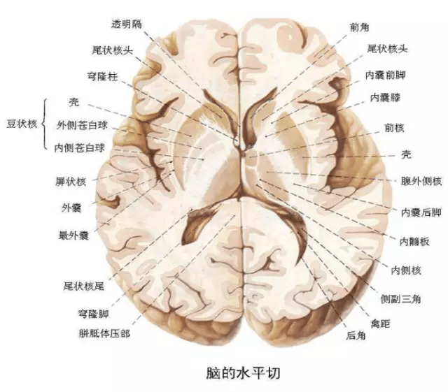 颅脑解剖图分层图片
