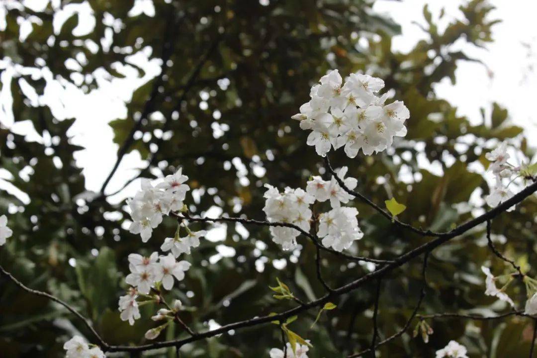 市区各大公园赏花季开启花期持续至5月下旬 丽水市