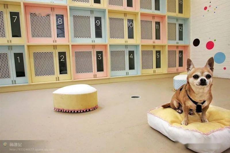 国外一流犬舍美图集锦