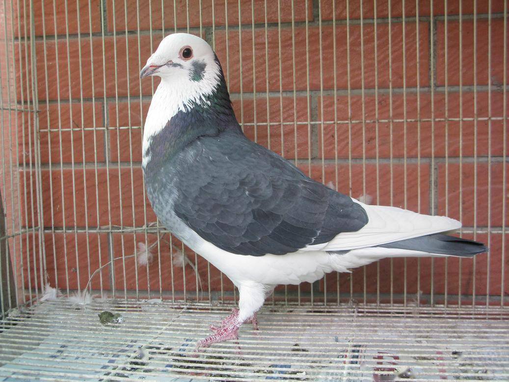 注意赛鸽的肌肉的一个变化过程