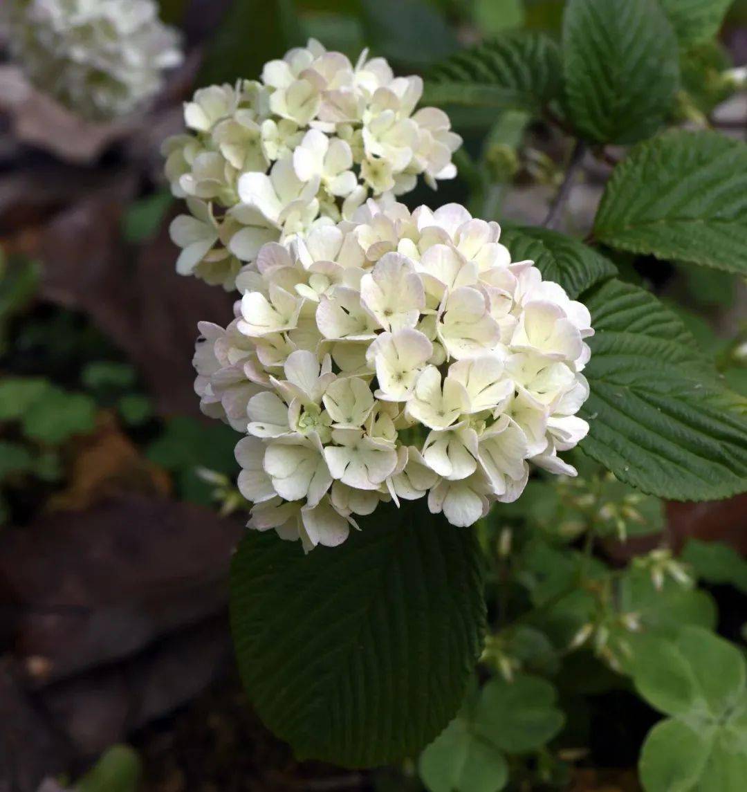 歐洲莢蒾( viburnum opulus linn.