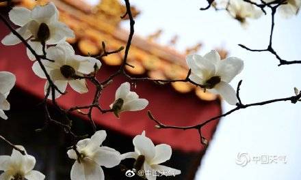 美出天际！北京故宫花儿争春 红墙砖瓦更显静谧