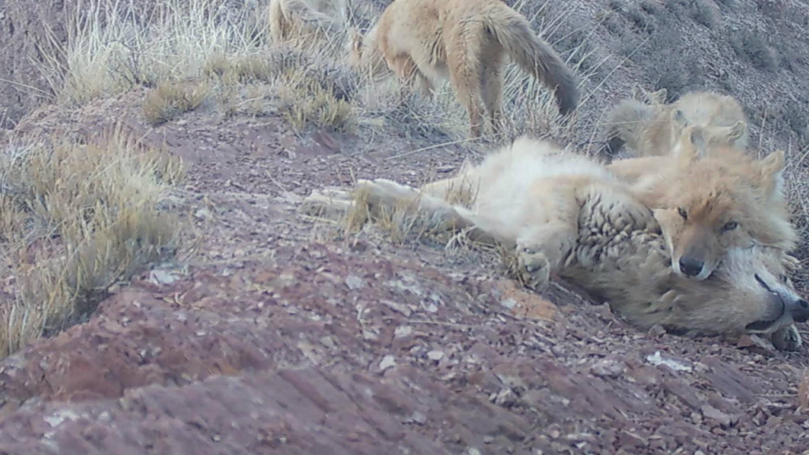 濒危豺群再现祁连山红外相机拍下罕见画面