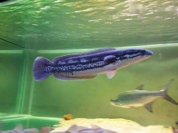 小盾鳢长得像铅笔耐污浊缺氧环境