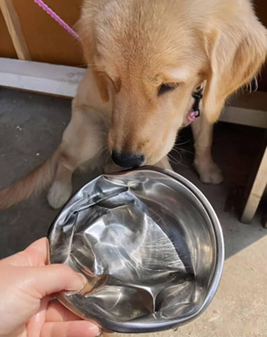 金毛碗被车压扁,它坐在地上没水喝快气哭了:敲不回来了吗?