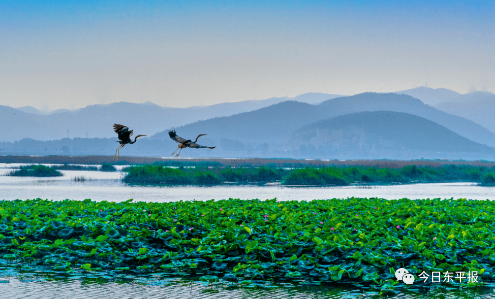 明确东平湖"五大定位"!