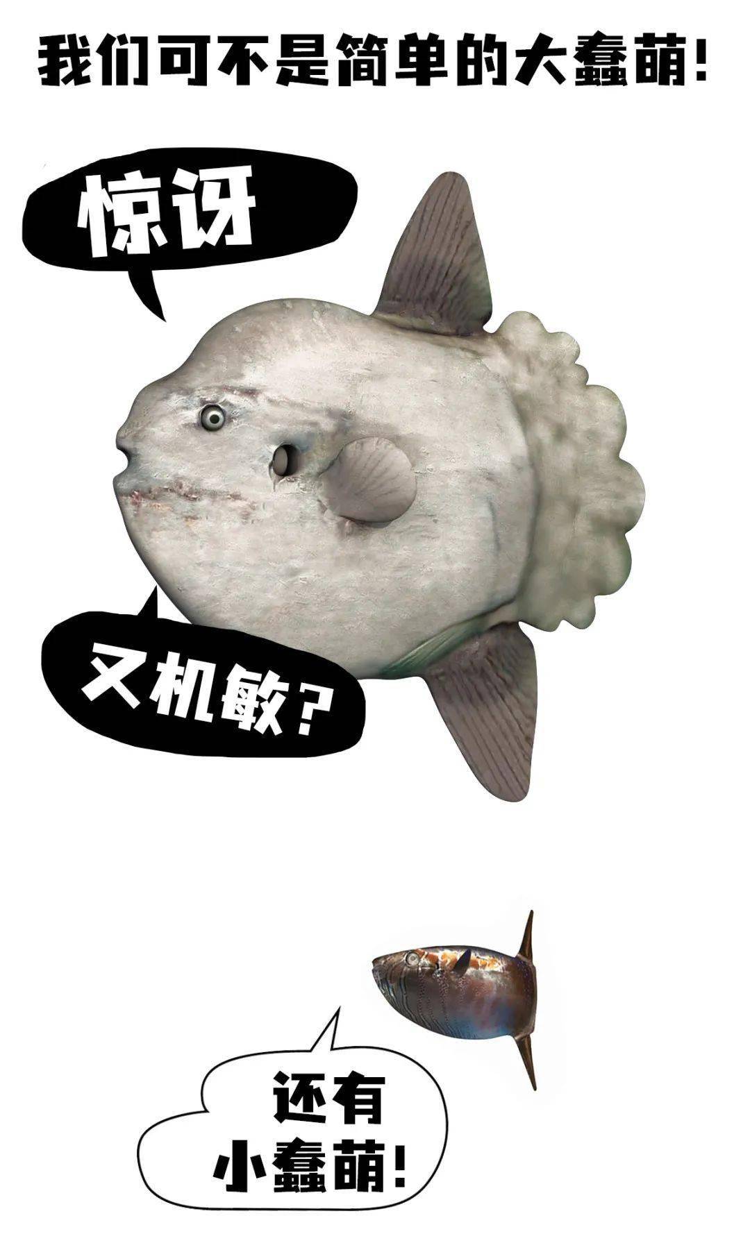 翻车鱼被海星吃了?