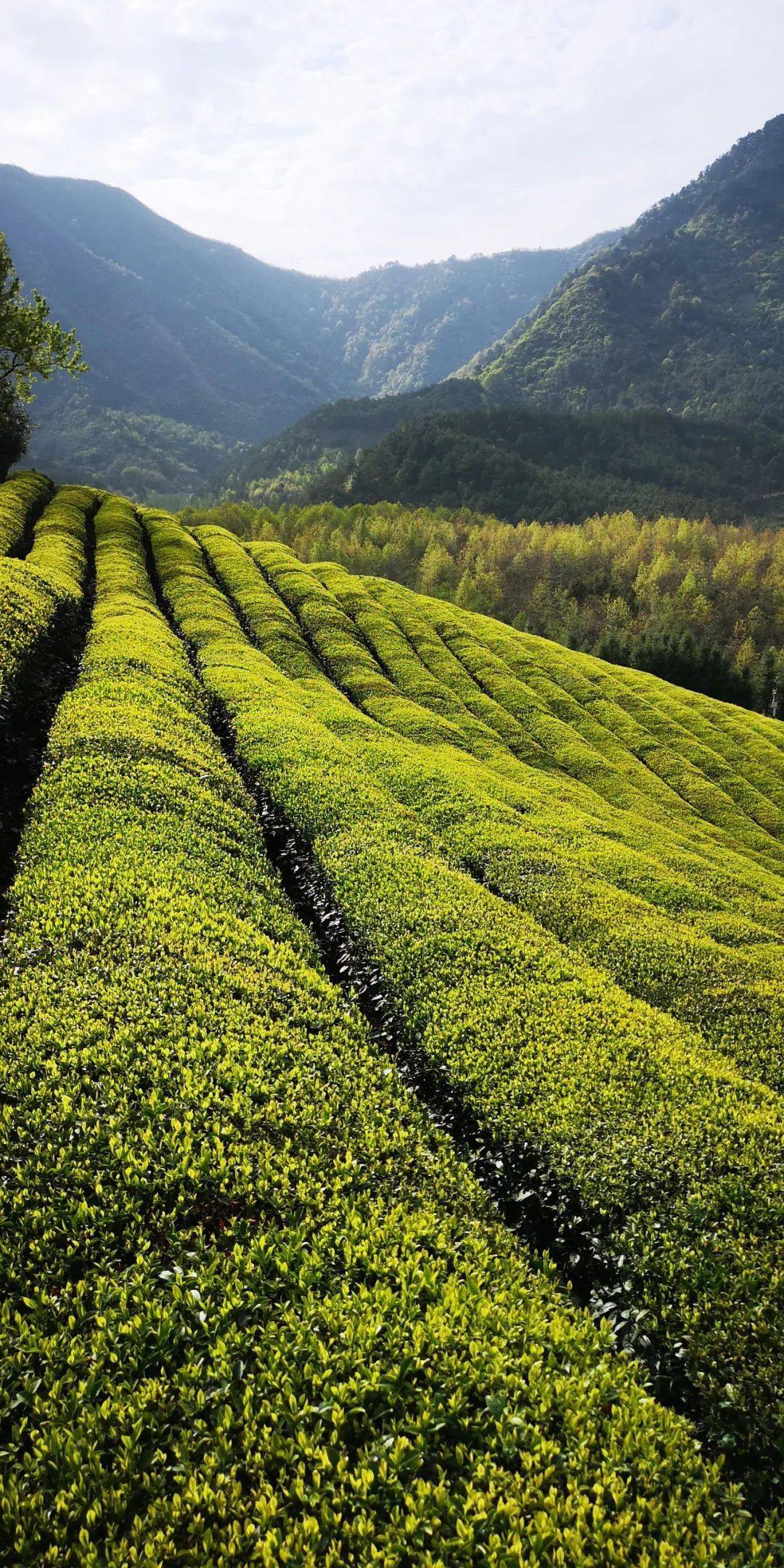 【美景欣赏】高山云雾茶中仙——仿若空中的路西茶园
