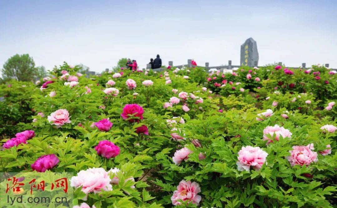 中國國花園,隋唐城遺址植物園,國家牡丹園門票價格為10元/張,王城公園