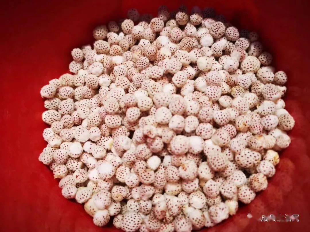 成县大山深处有一种原生态天然果子…_瓢子